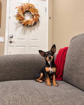 Mable -  Chiweenie Dog for Adoption in Goodyear, Arizona - Mable | PetCurious