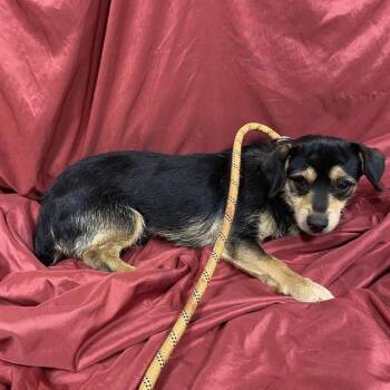 Rescue Dachshund and Mixed Breed Dogs for Adoption in Modesto, California - A603753 | PetCurious