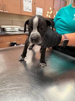 Georgia -  Mixed Breed Dog for Adoption in Bossier City, Louisiana - Georgia | PetCurious