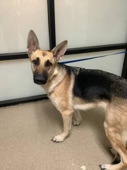 Rescue German Shepherd Dog and Mixed Breed Dogs for Adoption in Fort Worth, Texas - Luna | PetCurious