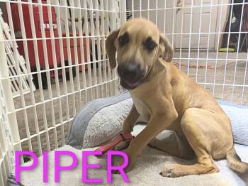 Piper -  Shepherd and Great Dane Dog for Adoption in Thornton, Colorado - Piper | PetCurious