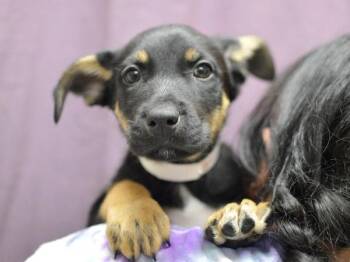 Langur -  Shepherd Dog for Adoption in Portland, Oregon - Langur | PetCurious