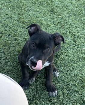 Rescue Mixed Breed Dogs for Adoption in Marfa, Texas - Fred | PetCurious