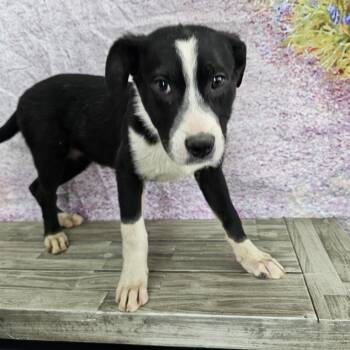 Labrador Retriever and Husky Dogs Available for Adoption in Normal, Illinois - Charlotte | PetCurious