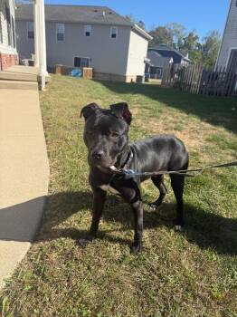 Chester -  Pit Bull Terrier Dog for Adoption in Bloomington, Indiana - Chester | PetCurious