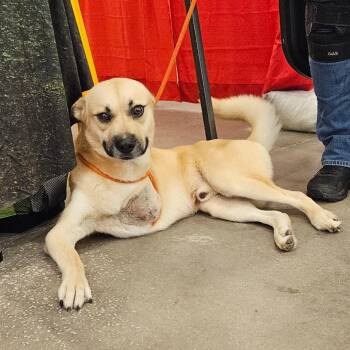 Texas -  Mixed Breed Dog for Adoption in Lake Panasoffkee, Florida - Texas | PetCurious