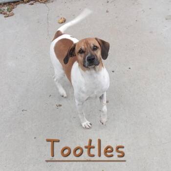 TOOTLES -  Terrier Dog for Adoption in Seymour, Indiana - TOOTLES | PetCurious