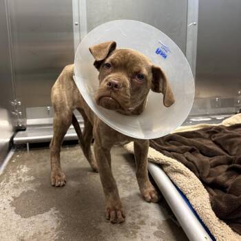 Mixed Breed Dogs Available for Adoption in Pittsburgh, Pennsylvania - Fig | PetCurious