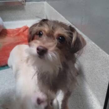 DORA -  Chihuahua and Yorkshire Terrier Dog for Adoption in Alameda, California - DORA | PetCurious