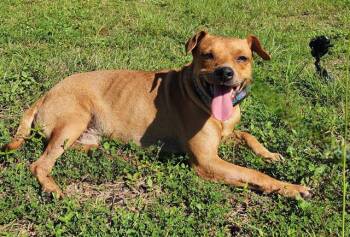KRONK -  Beagle and Mixed Breed Dog for Adoption in Brunswick, Georgia - KRONK | PetCurious