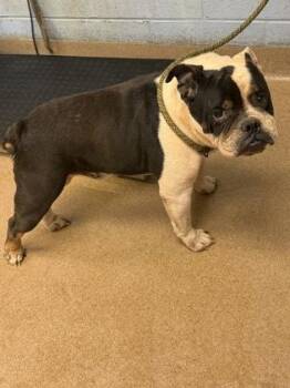 Bulklore -  Mixed Breed Dog for Adoption in Chamblee, Georgia - Bulklore | PetCurious