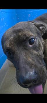 Terrier Dogs Available for Adoption - Opie | PetCurious