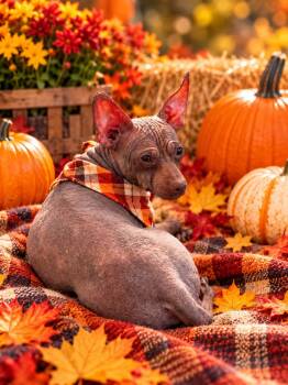 Raven -  Chihuahua Dog for Adoption in Winter Garden, Florida - Raven | PetCurious