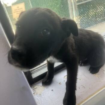 Rescue Australian Cattle Dog Blue Heeler and Rottweiler Dogs for Adoption in Garden City, Kansas - Bear | PetCurious