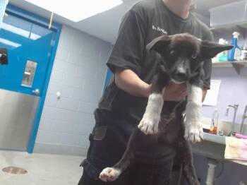 TOD -  Labrador Retriever and Mixed Breed Dog for Adoption in Albuquerque, New Mexico - TOD | PetCurious