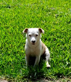 Maypearl BL14370-T -  Jack Russell Terrier and Rat Terrier Dog for Adoption in Missouri City, Texas - Maypearl BL14370-T | PetCurious