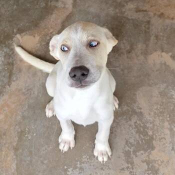 Thor -  Labrador Retriever Dog for Adoption in Otisfield, Maine - Thor | PetCurious