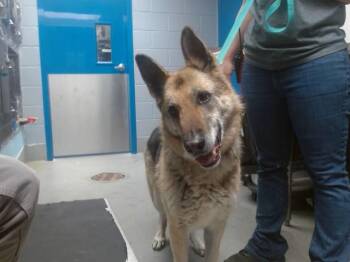 German Shepherd Dog Dogs Available for Adoption - TRIXIE | PetCurious