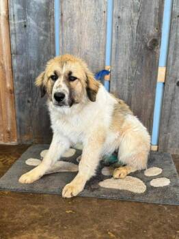 YOSHI 425 -  Great Pyrenees Dog for Adoption in New Berlin, Wisconsin - YOSHI 425 | PetCurious
