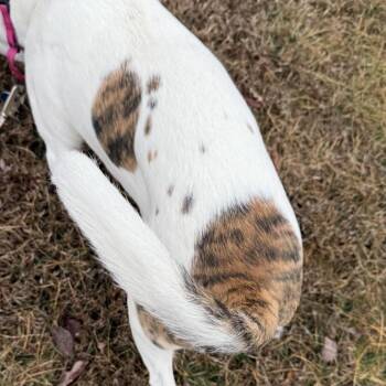 Mixed Breed Dogs Available for Adoption - Delaney | PetCurious