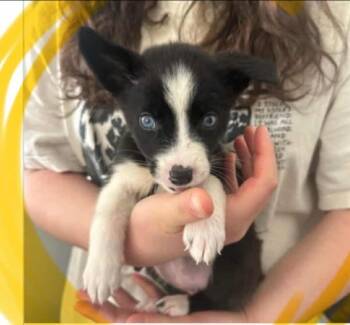 Husky and Chihuahua Dogs Available for Adoption - Domino *Arriving 2/7* | PetCurious