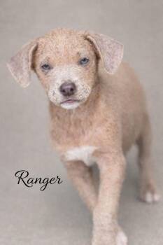 Mixed Breed Dogs Available for Adoption - Ranger  | PetCurious