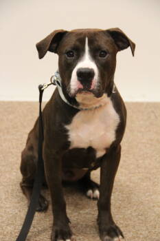 Rescue Pit Bull Terrier and American Bulldog Dogs for Adoption in Mount Gilead, Ohio - Peanut | PetCurious