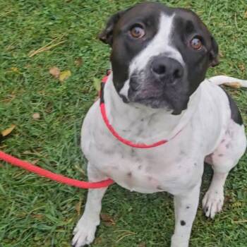 Rescue Pit Bull Terrier and Mixed Breed Dogs for Adoption in Watertown, New York - L-49-25 Freddy | PetCurious