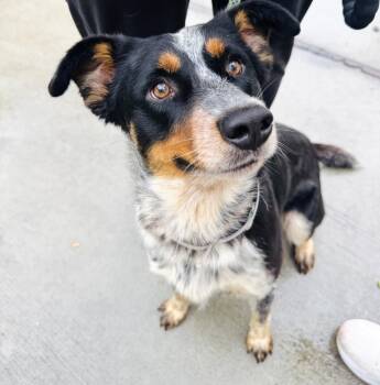Australian Cattle Dog Blue Heeler Dogs Available for Adoption in Houston, Texas - Mac | PetCurious