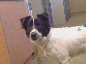 ABERCROMBIE -  Border Collie and Mixed Breed Dog for Adoption in Sacramento, California - ABERCROMBIE | PetCurious