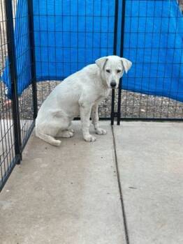 Rescue Labrador Retriever Dogs for Adoption in Page, Arizona - Sheldon | PetCurious