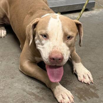 Skyler -  Pit Bull Terrier and Mixed Breed Dog for Adoption in Yuma, Arizona - Skyler | PetCurious