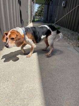 Beagle Dogs Available for Adoption in Findlay, Ohio - Yukki | PetCurious