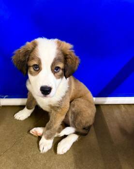 Bindi -  Australian Shepherd and Border Collie Dog for Adoption in Lagrange, Indiana - Bindi | PetCurious