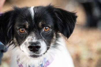 Monkey -  Spaniel Dog for Adoption in Santa Rosa, California - Monkey | PetCurious