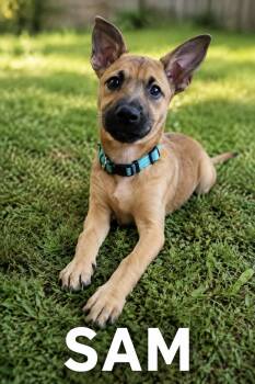 Sam -  German Shepherd Dog and Boxer Dog for Adoption in Lucas, Texas - Sam | PetCurious