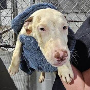 Labrador Retriever and Mixed Breed Dogs Available for Adoption in New York, New York - River | PetCurious