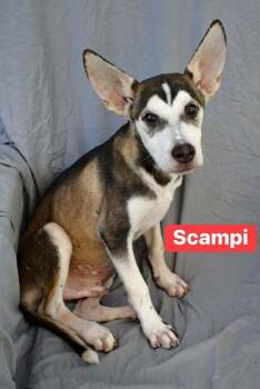 Scampi A-142845 -  Husky Dog for Adoption in Silsbee, Texas - Scampi A-142845 | PetCurious
