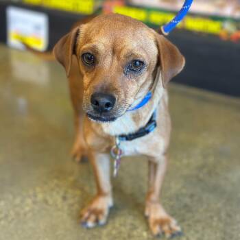 Brunson -  Chihuahua Dog for Adoption in Newport Beach, California - Brunson | PetCurious