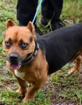 Napoleon -  American Bulldog Dog for Adoption in Lakeland, Florida - Napoleon | PetCurious