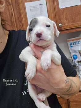 Pit Bull Terrier and Mixed Breed Dogs Available for Adoption - Easter Lily (Tiny 10 2026) FEMALE | PetCurious