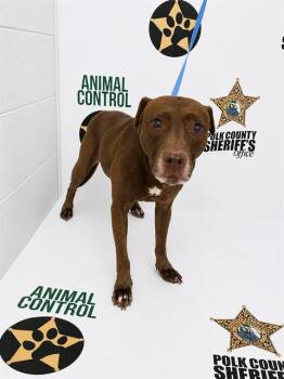American Bulldog and Mixed Breed Dogs Available for Adoption in Winter Haven, Florida - LADY | PetCurious
