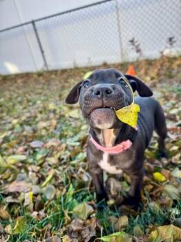 Rescue Pit Bull Terrier Dogs for Adoption in Niles, Illinois - Gloria | PetCurious