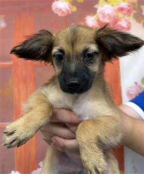 MINI -  Chihuahua Dog for Adoption in San Bernardino, California - MINI | PetCurious