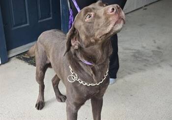 BUBBA GUMP -  Labrador Retriever Dog for Adoption in Rowlett, Texas - BUBBA GUMP | PetCurious