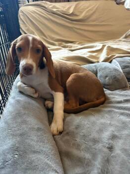Fozzie -  Beagle Dog for Adoption in Shawnee, Oklahoma - Fozzie | PetCurious