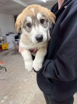 Shepherd and Mixed Breed Dogs Available for Adoption - Rye | PetCurious