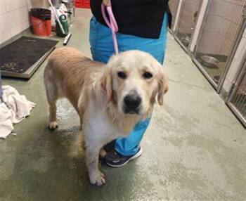 A176244 -  Mixed Breed Dog for Adoption in Santa Fe, New Mexico - A176244 | PetCurious