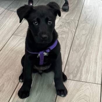 Labrador Retriever Dogs Available for Adoption in Allen, Texas - Jessie | PetCurious