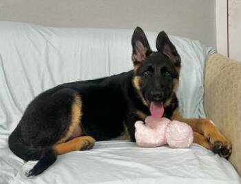 Shadow fka Puppy 1 -  German Shepherd Dog and Mixed Breed Dog for Adoption in West Chester, Pennsylvania - Shadow Fka Puppy 1 | PetCurious